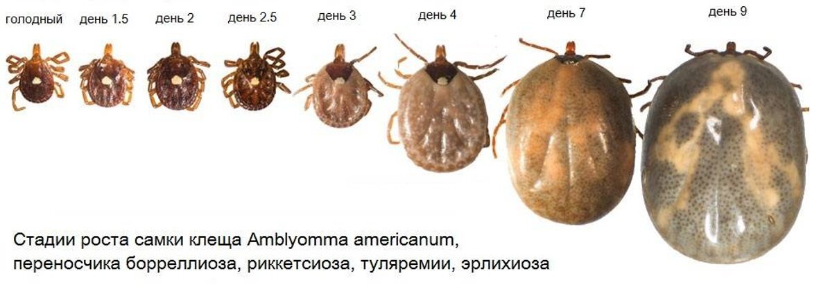 Картинка из интернета. 