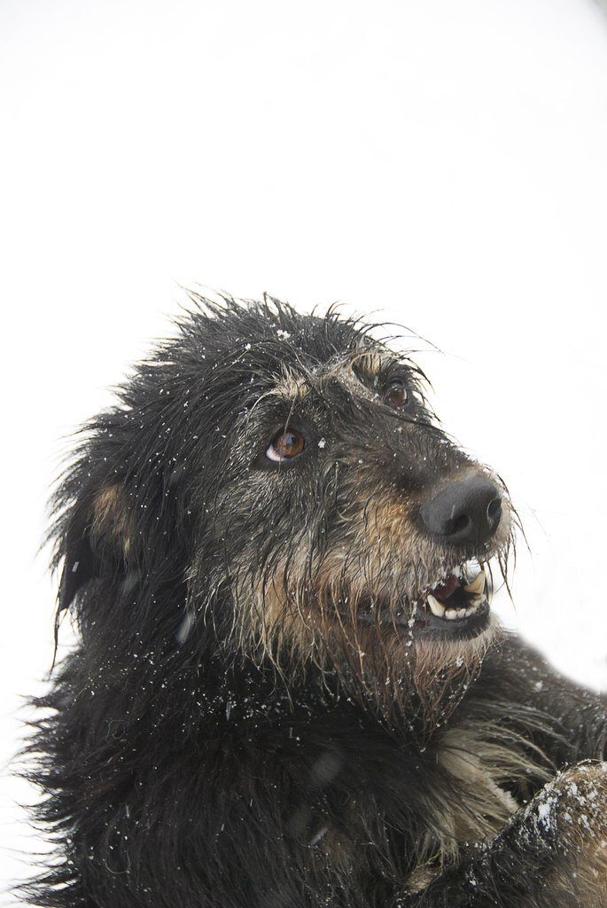 Необыкновенной харизмы собака!