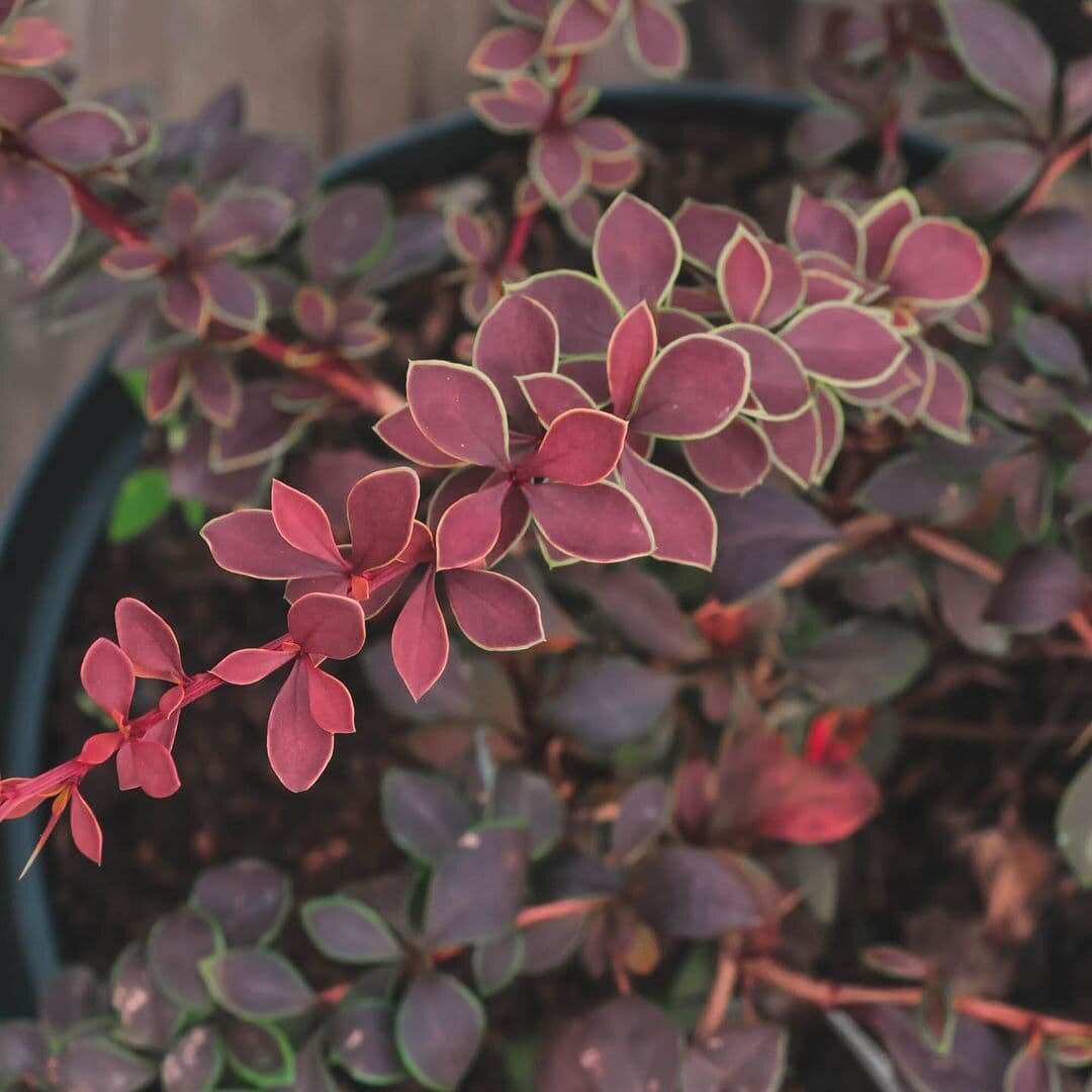 Барбарис Тунберга "Коронита"