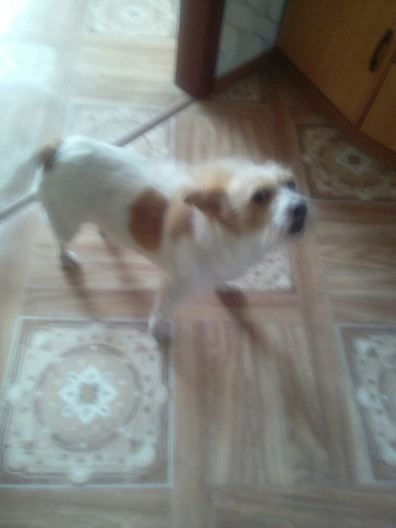 Извините за качество фото, это первое фото, на котором мы увидели Муху.