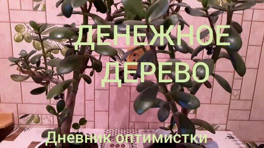 Денежное дерево Толстянка Моя коллекция осень 2020