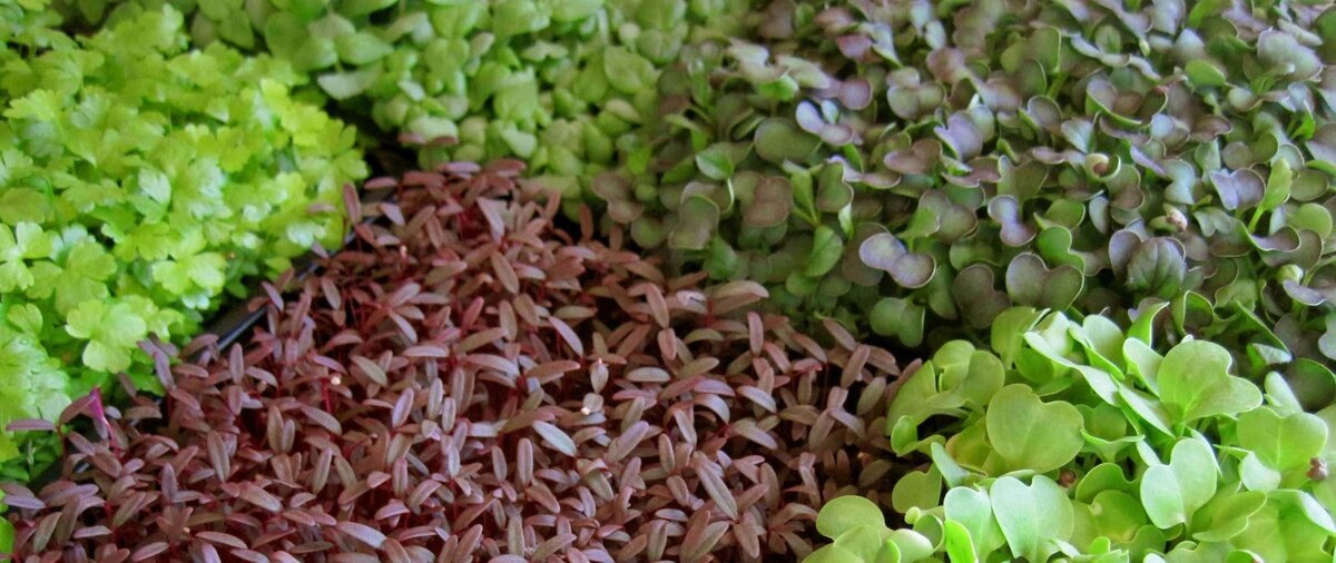 Ассорти из микрозелени