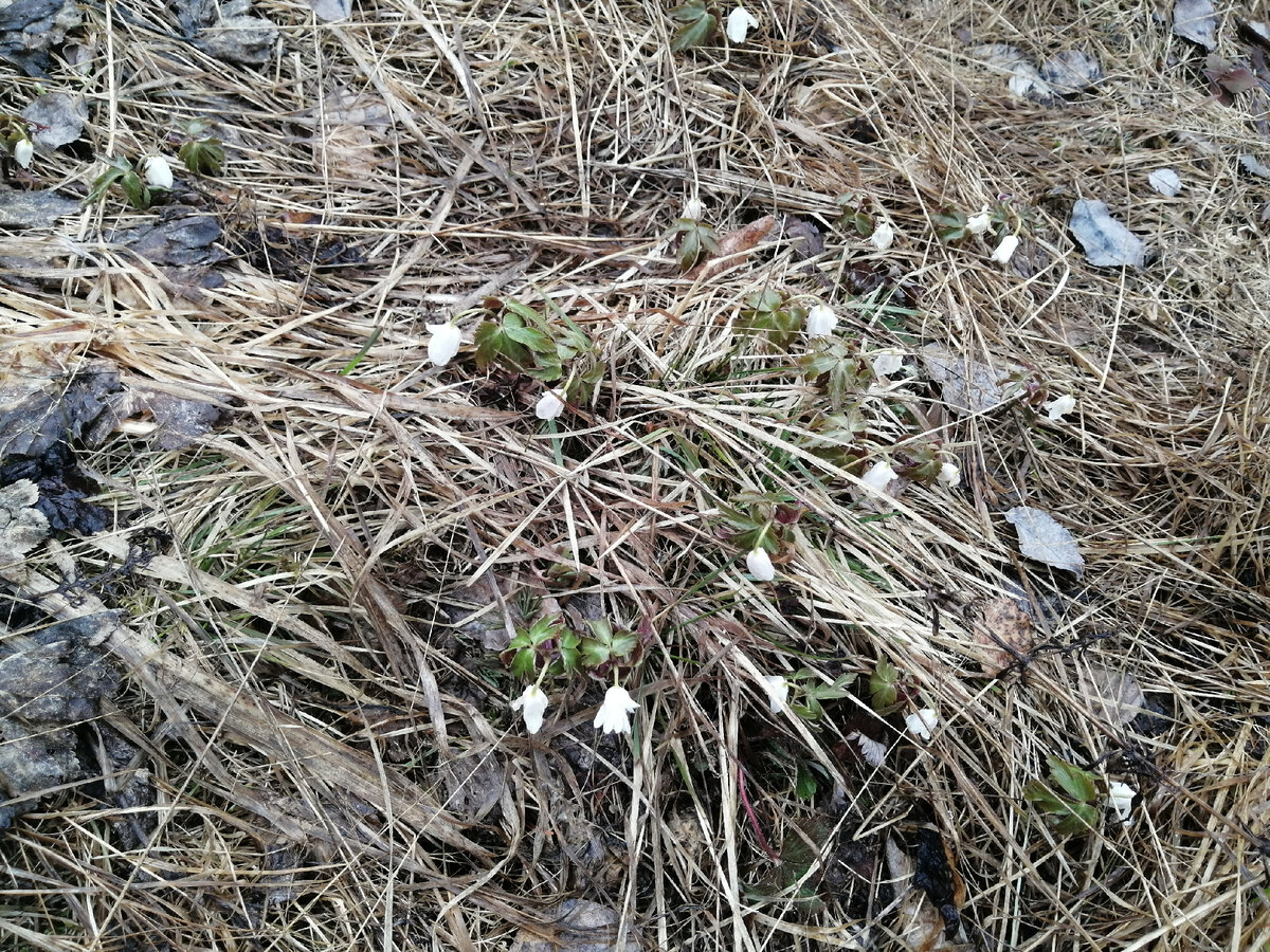 Подснежников много, но они не раскрылись из-за пасмурной погоды