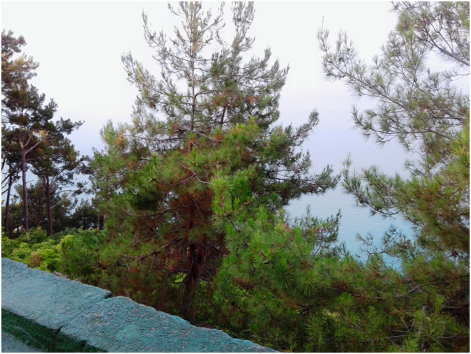 С этого места Сталин мог любоваться морем, не боясь быть замеченным. Фото автора