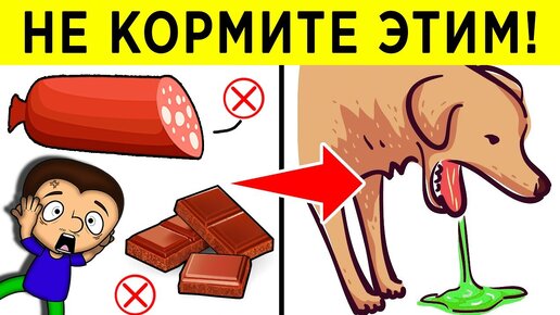 Еда, которая может убить вашу собаку