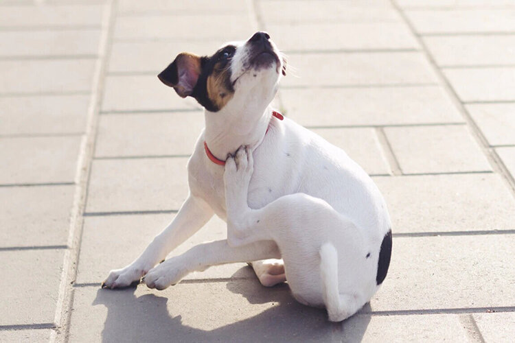 Блохи у собаки