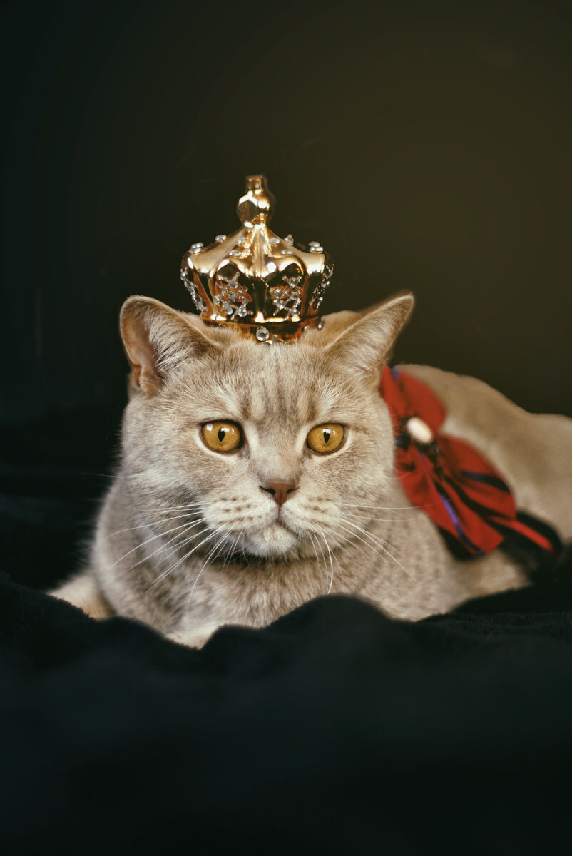 Кошка не наша) просто интернет)) 