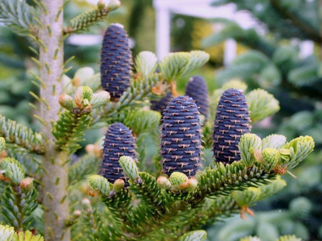 Описание внешности