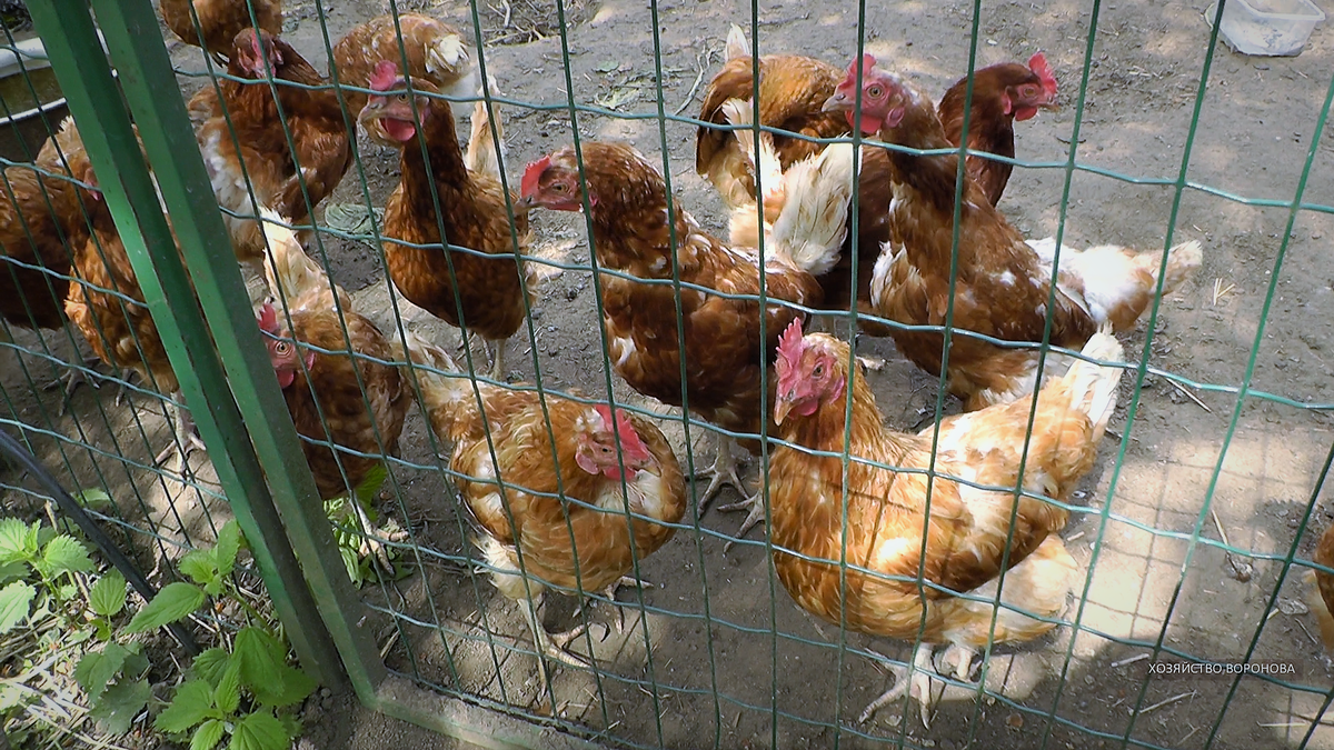 Куры Ломан Браун в выгуле летом