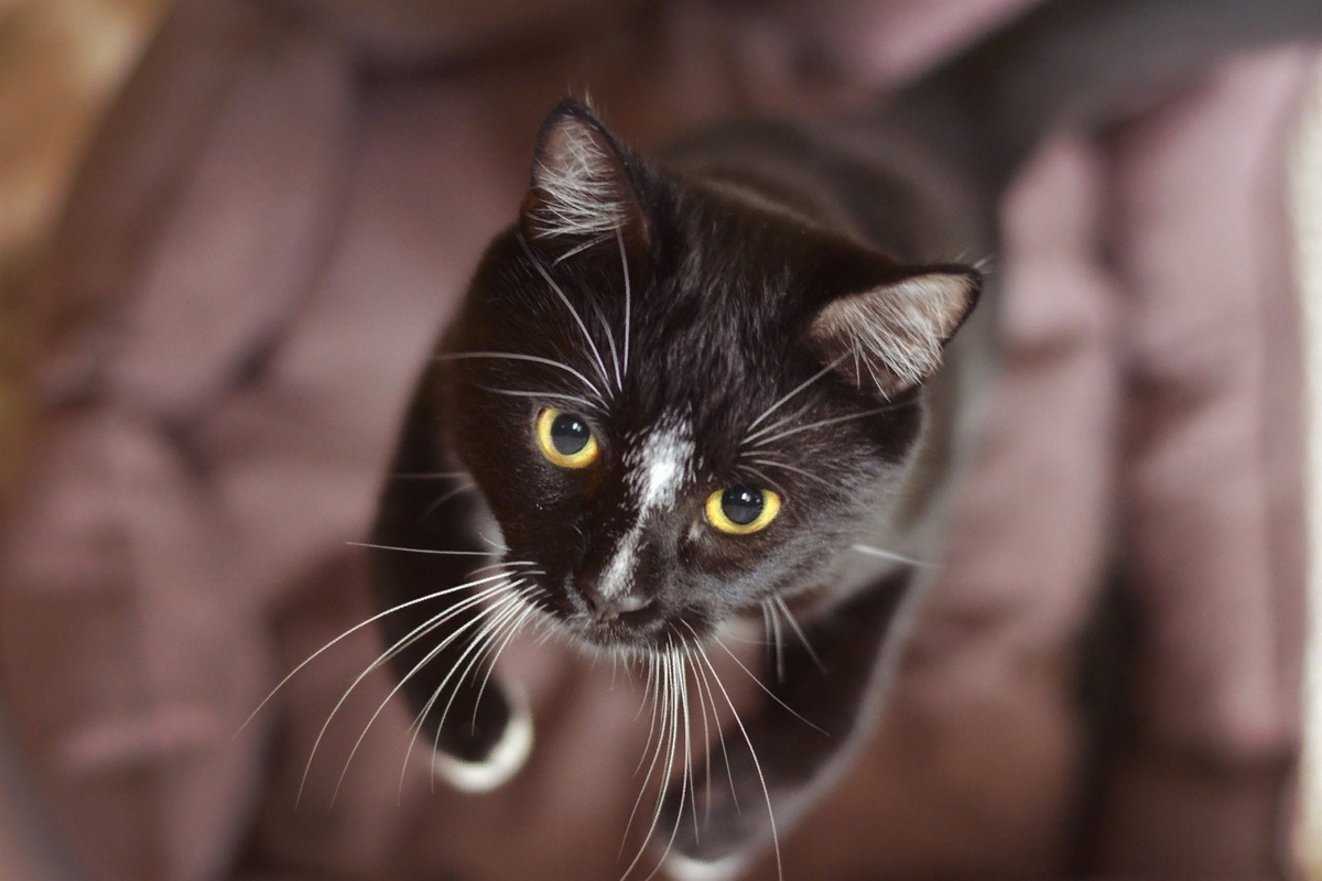 Lost кошка потерялась дизайнер. Кошки размножаются. Missing cat flyer. Кошку быстро найти. Кошку быстро найти.