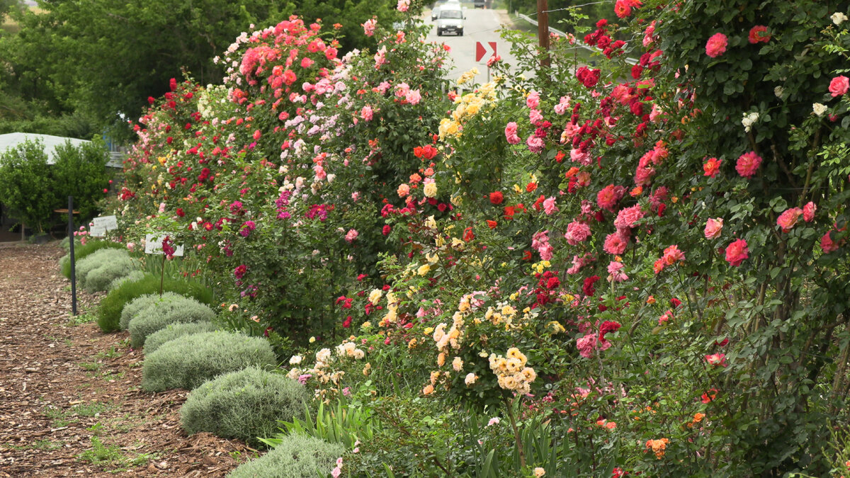 аллея плетистых роз в Питомнике Роз Полины Козловой.