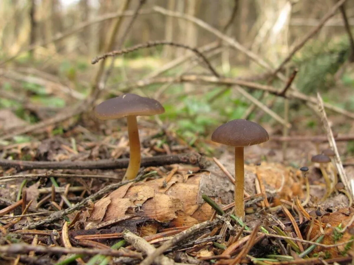 Съедобные грибы Воронежской