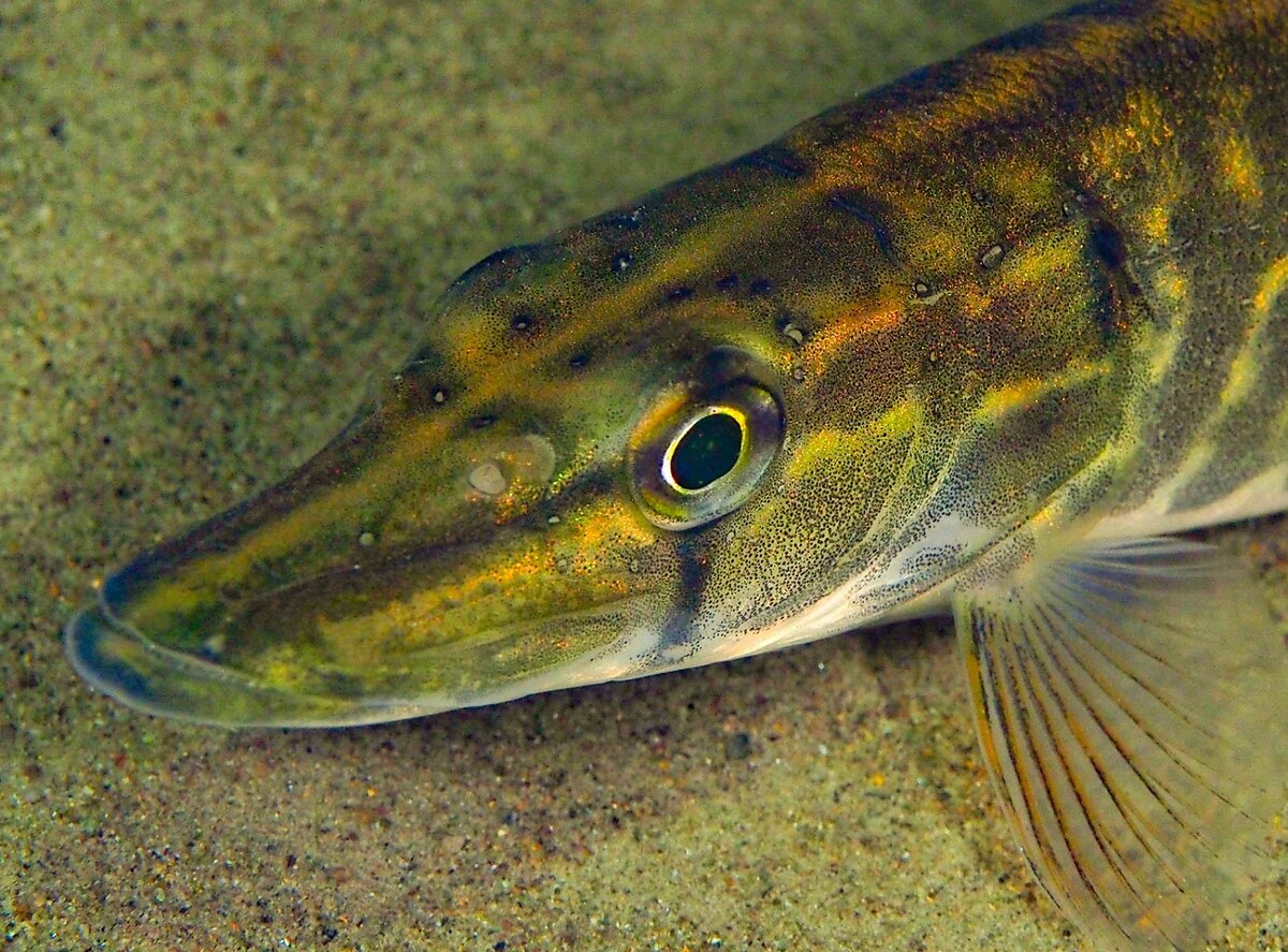 1 место в номинации Животные_Воробьев Р.И._Хозяйка Телецкого озера