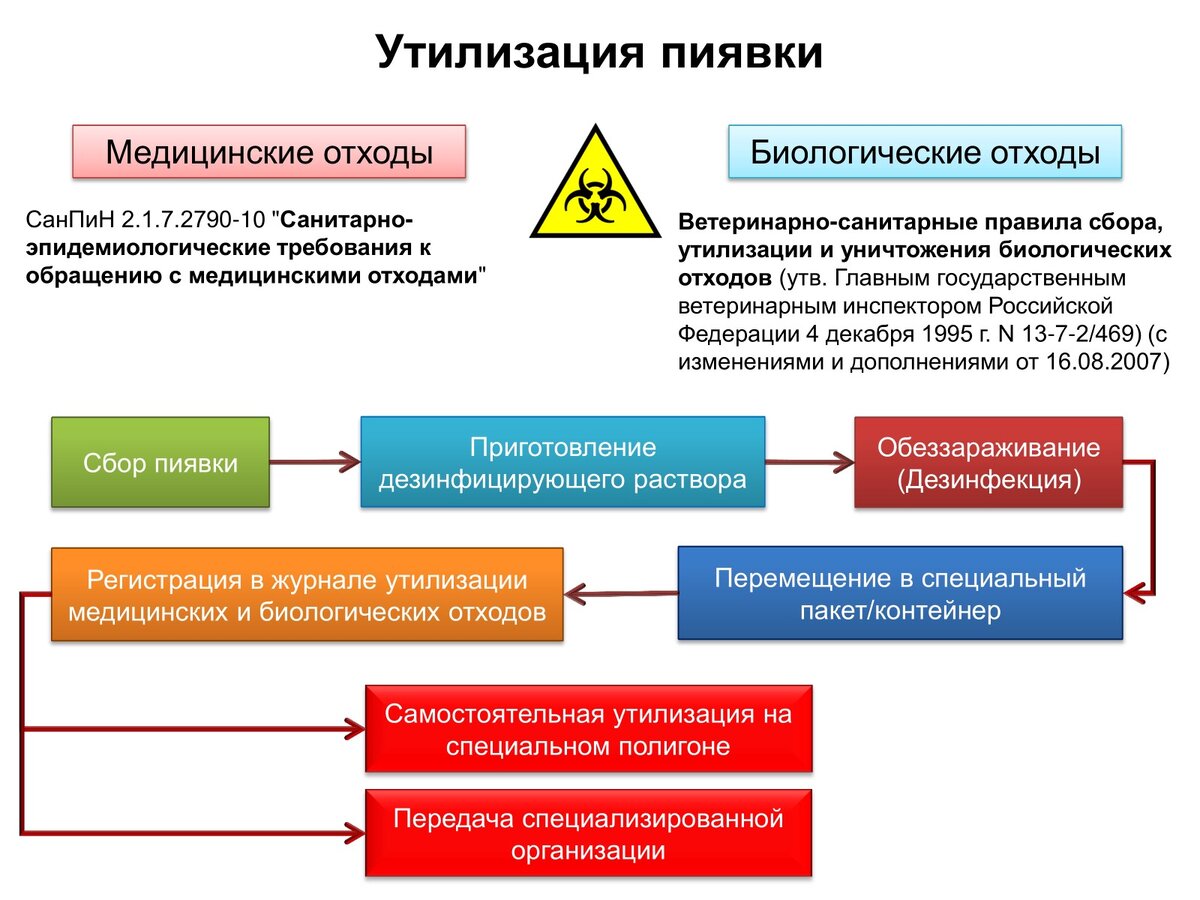 Лечение геморроя медицинскими пиявками | Учебный центр Юнитек | Дзен