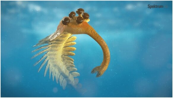 Оpabinia regalis, реконструкция