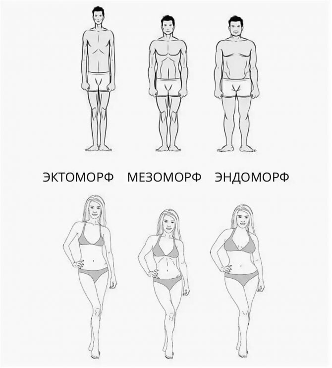 Типы телосложения 
