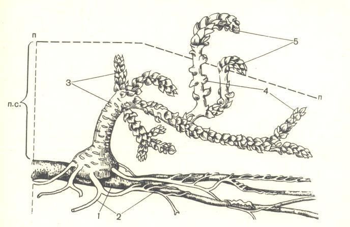 Чешуйчатые листья корневища. Корневище пырея чешуевидные листья. Корневище пырея ползучего строение. Чешуйчатые листья корневища. Корневище пырея схема.