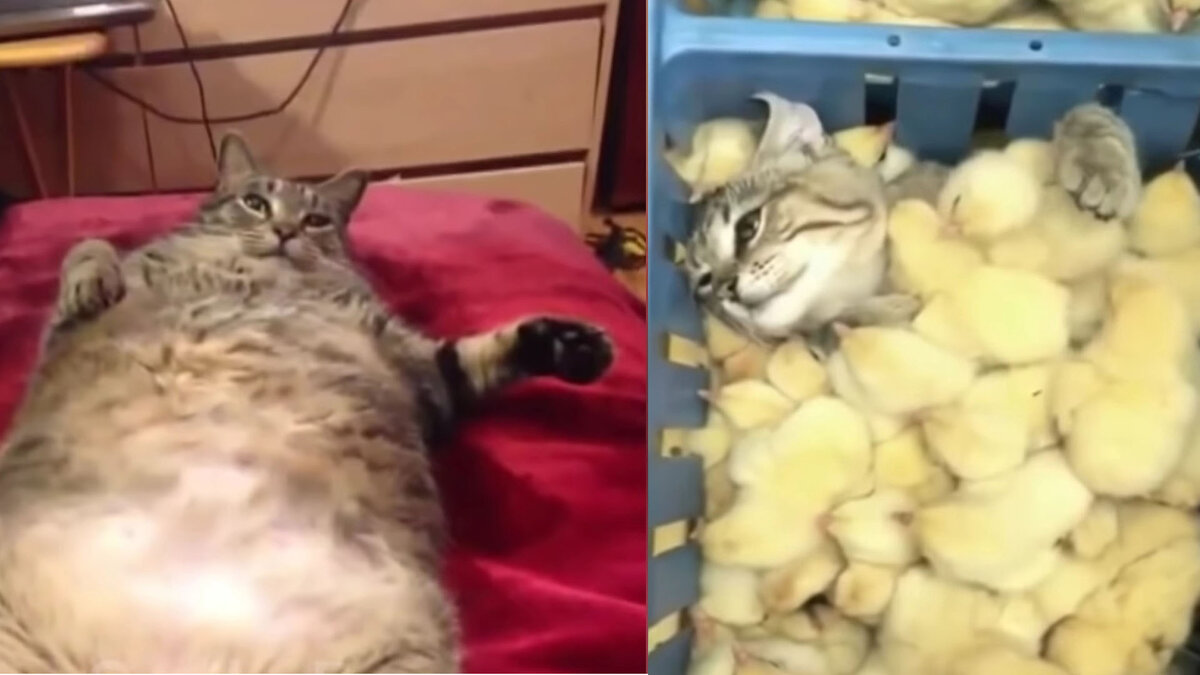 Производство смеха | В мире юмора и сатиры