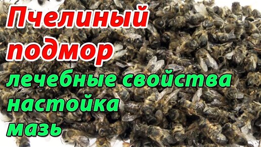 Пчелиный подмор. Настойка подмора. Мазь из подмора. Применение пчелиного подмора в народной медицине