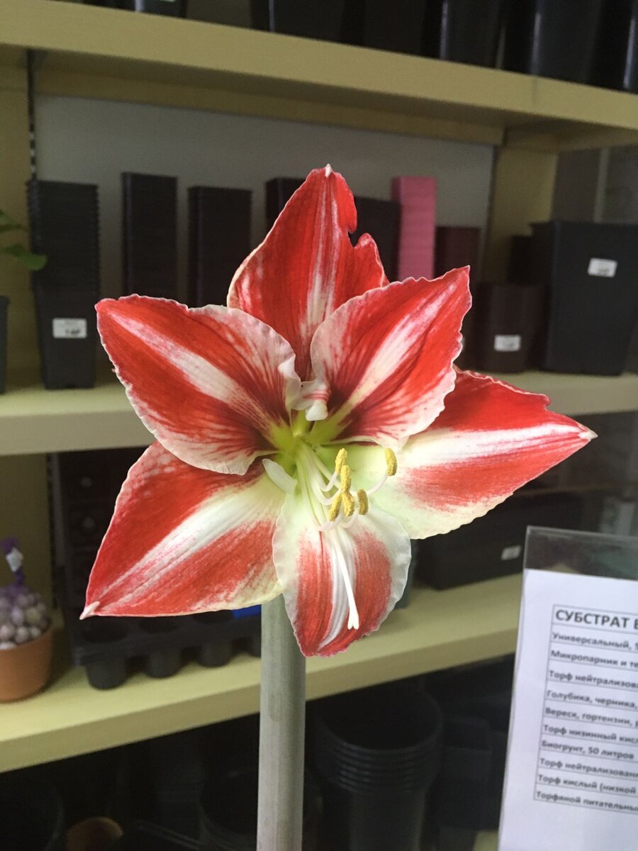 Наша Звезда расцвела 😊Огромная!!! 