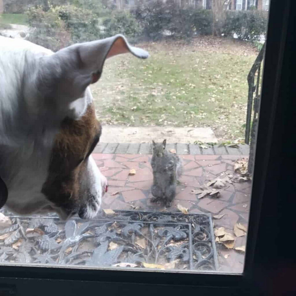 Бэлла и хозяйский пес играют в гляделки, сквозь стекло