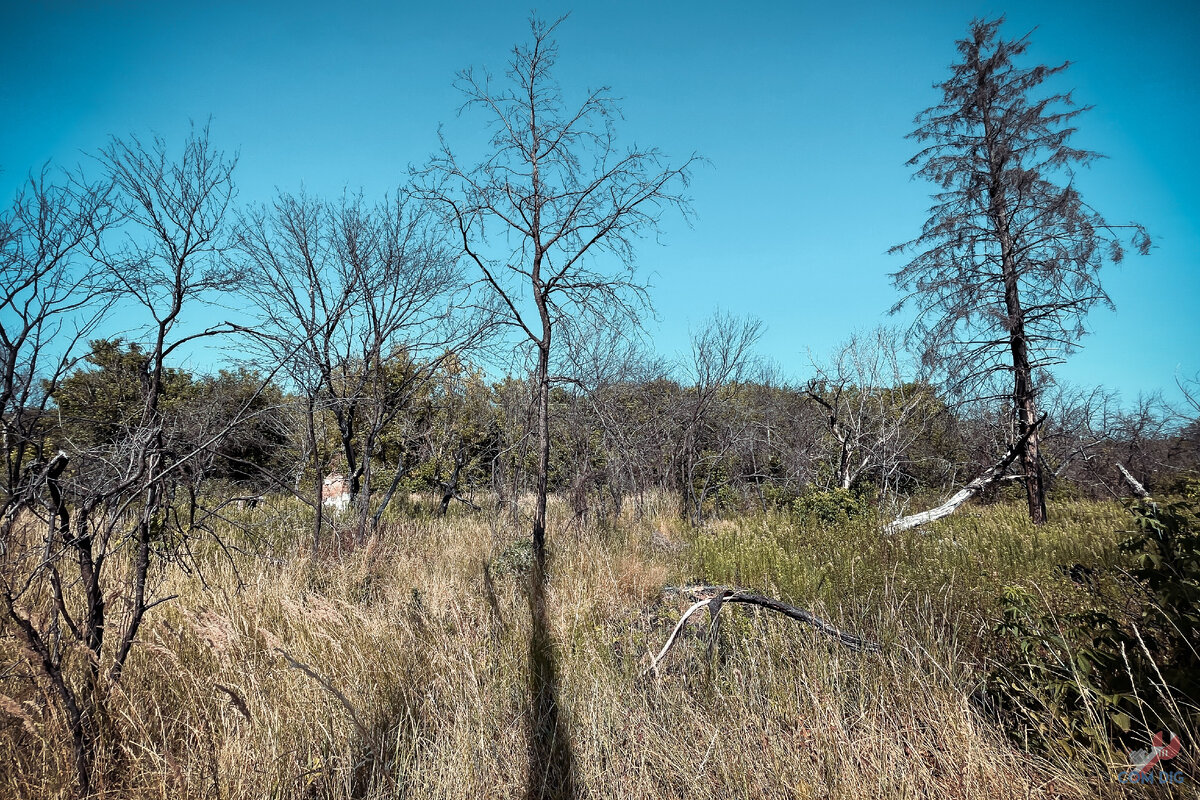 Уничтоженное пожаром село Кривая гора. 