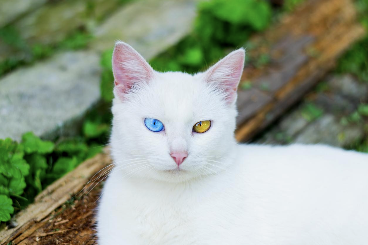 альбинос кот