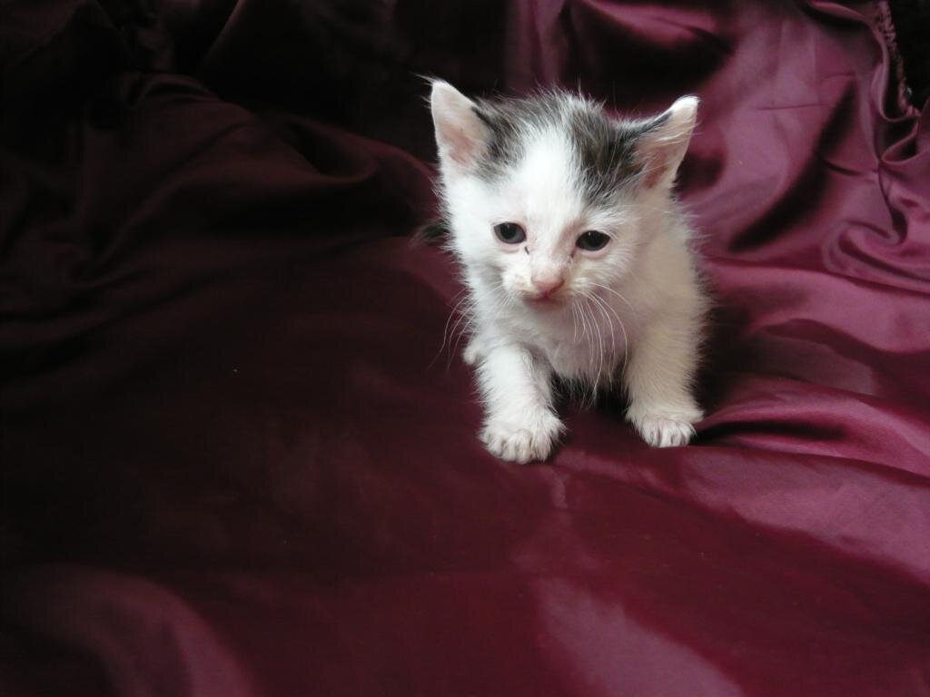 Кот Саша в младенчестве. Презрительный взгляд в мою сторону