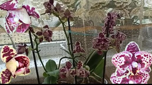 После покупки пересаживать или нет. Орхидеи Phalaenopsis ALLURA 'MILOU'S SMILE' АЛЛУРА УЛЫБКА МАЙЛО