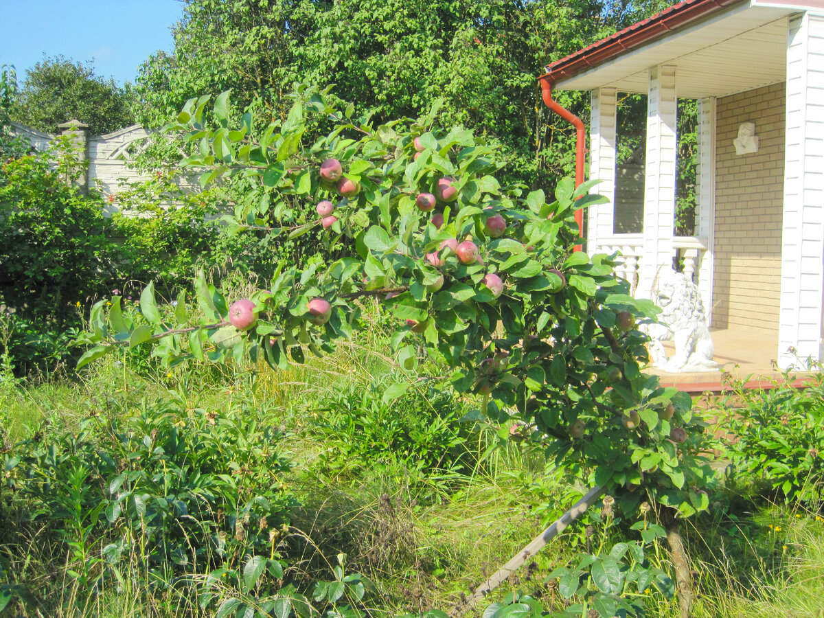 Колонновидная яблоня на моем участке. Фото автора oldsadovod.