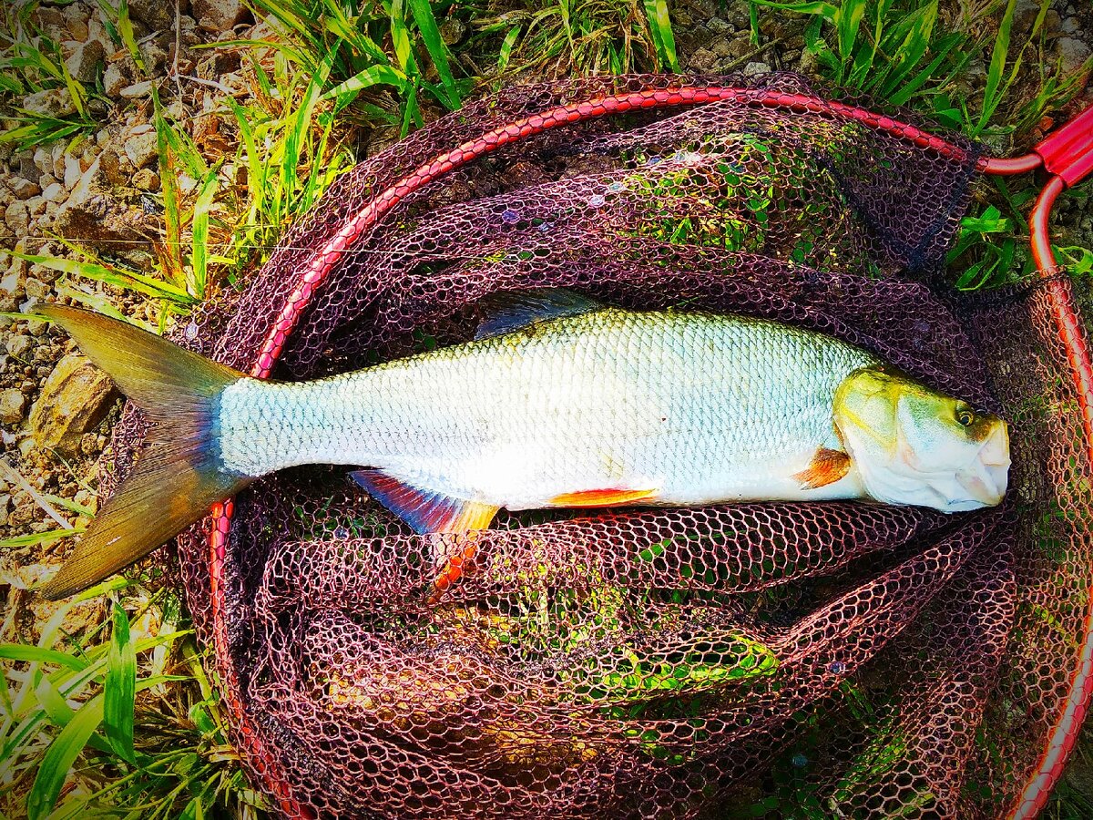 Солидный экземпляр!