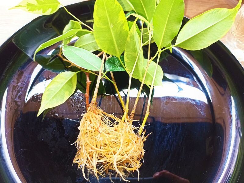 Фикус Бенджамина - комнатный чемпион по укоренению в воде. Фото автора.