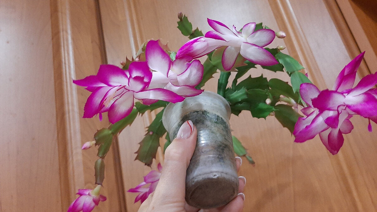 Как красиво разместить цветы в квартире: 15 идей