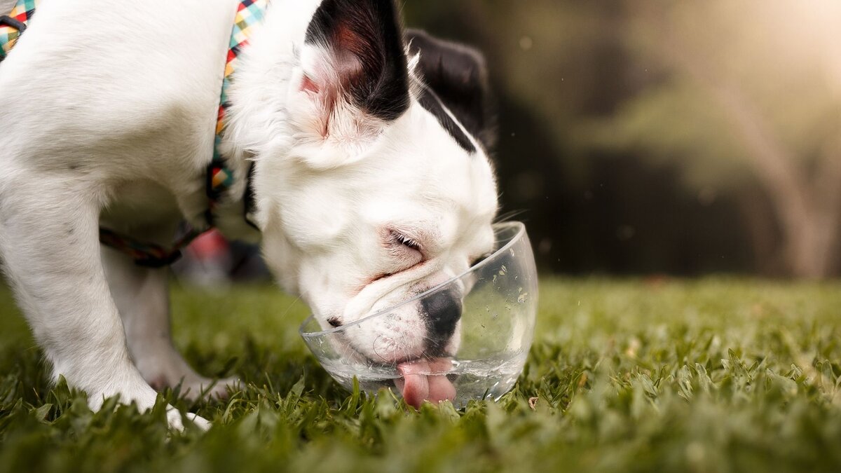 Действия владельца если собака пьет много воды