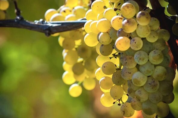 Процитировано с сайта https://dnfinewine.com/