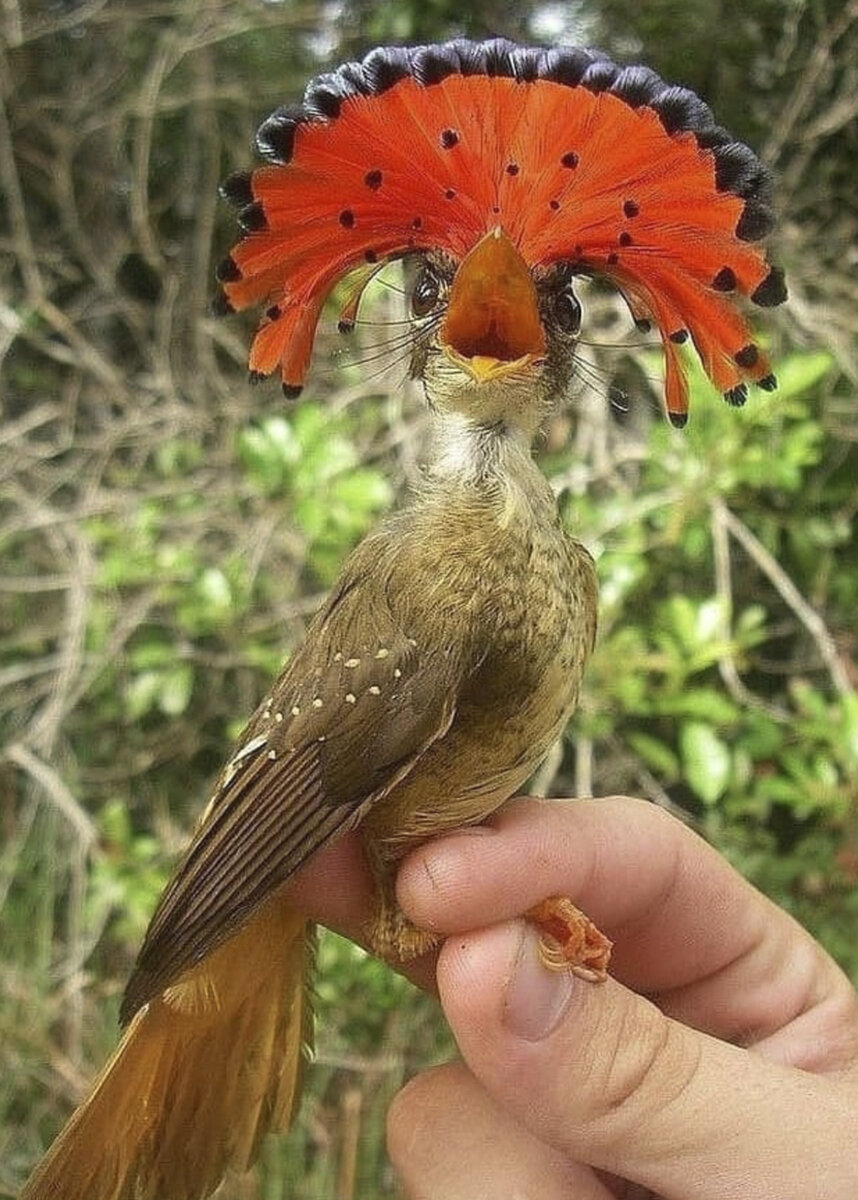 Королевская мухоловка