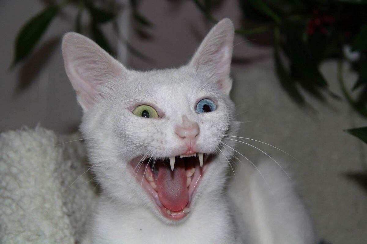 Урааааа! Кричит наш давно домашний Люций!