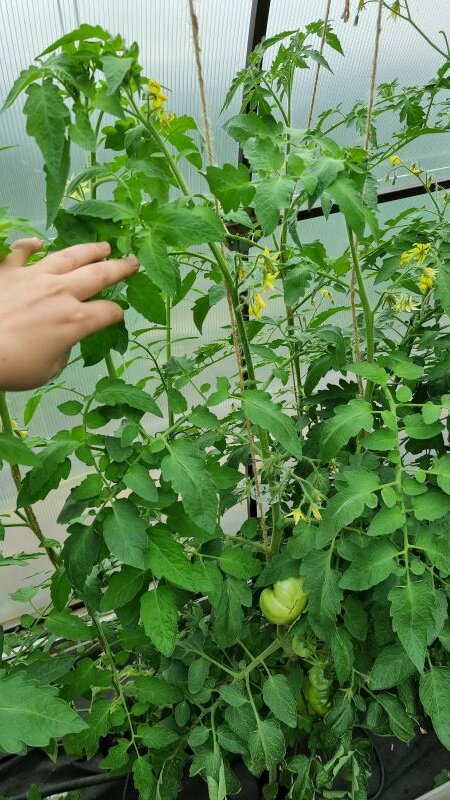 Нормальный томат