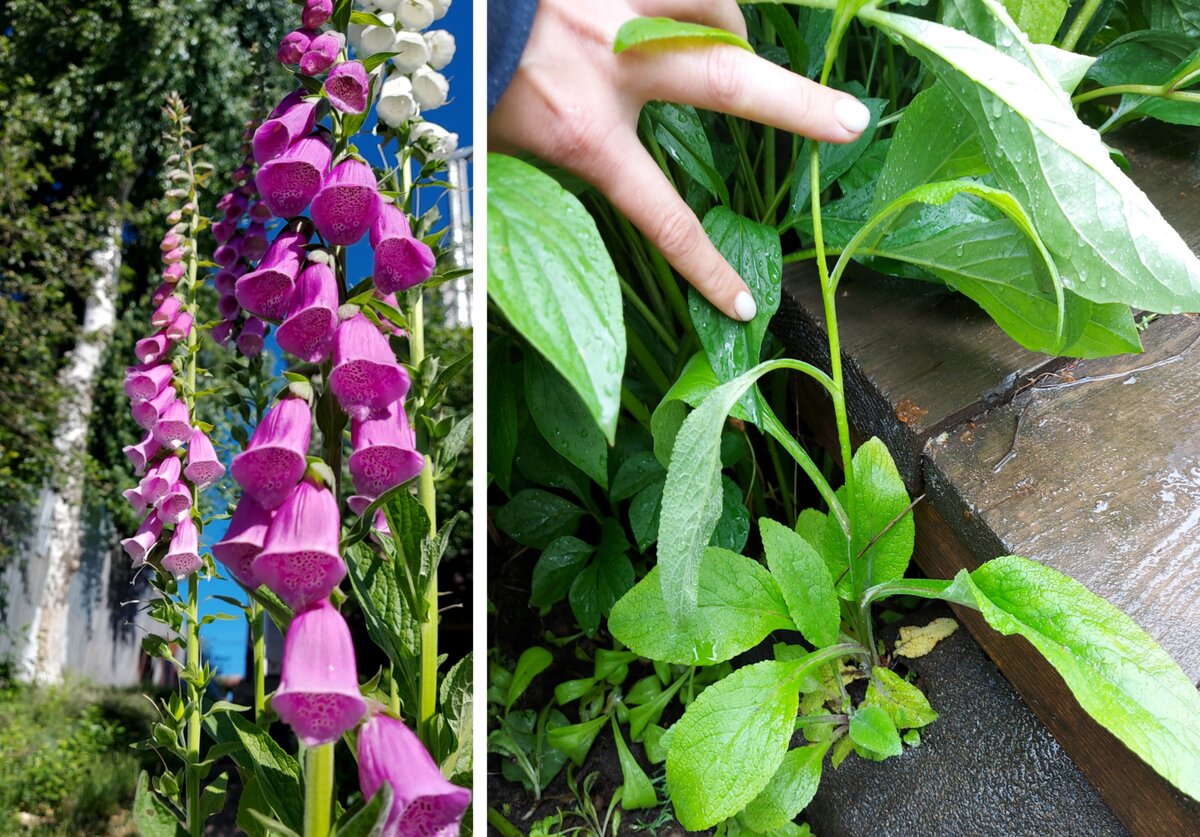 Наперстянка (фото автора)