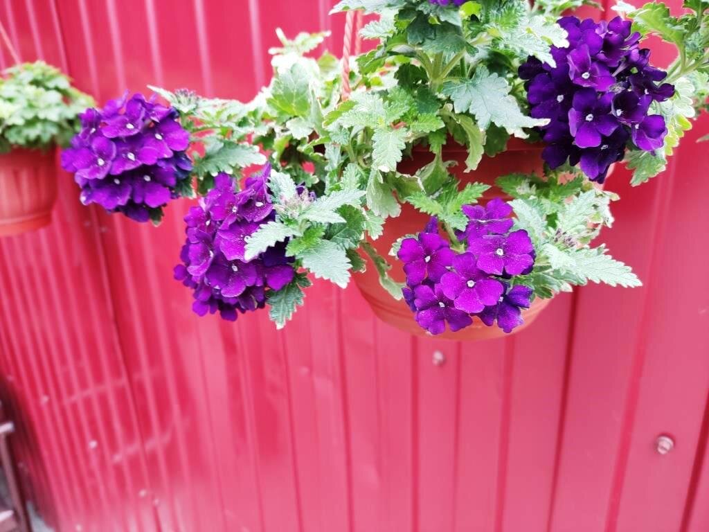 Яркий цветок привлек мое внимание.