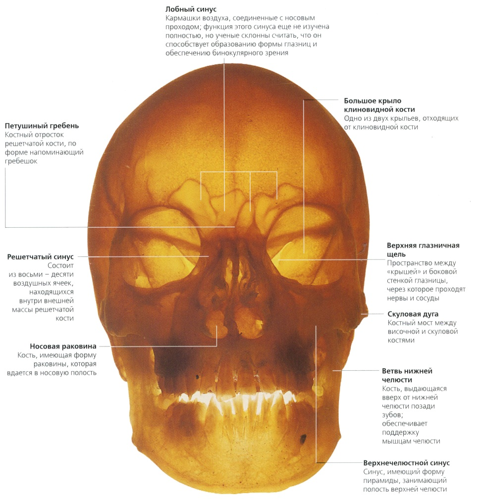 Лобный синус. Пазухи черепа анатомия человека. Швы черепа анатомия.