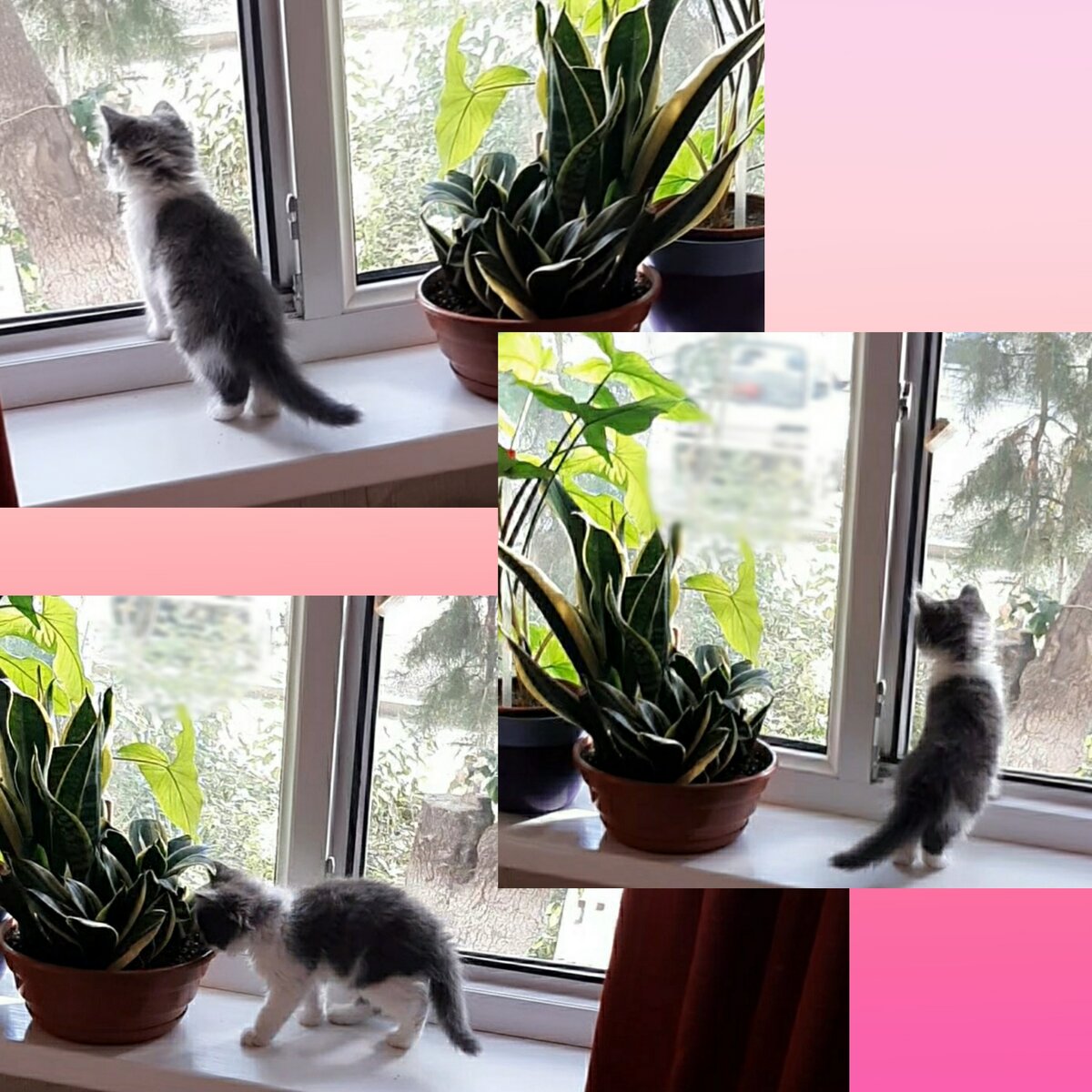 Любознательный котёнок Симба.