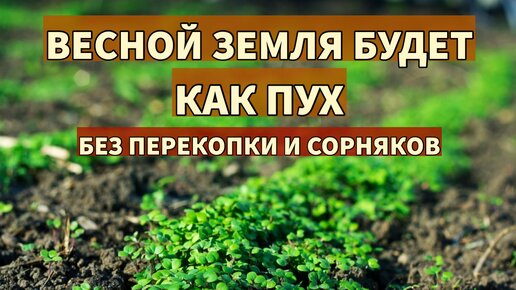 ОБЯЗАТЕЛЬНО СДЕЛАЙТЕ ЭТО ПОСЛЕ УБОРКИ УРОЖАЯ. Сидераты для рыхлой почвы без сорняков