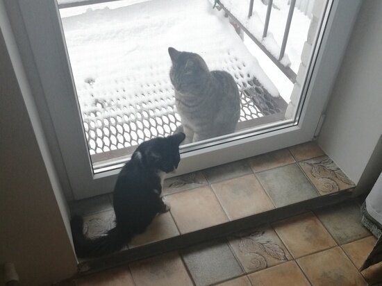    Фото: Илья Котов/МК