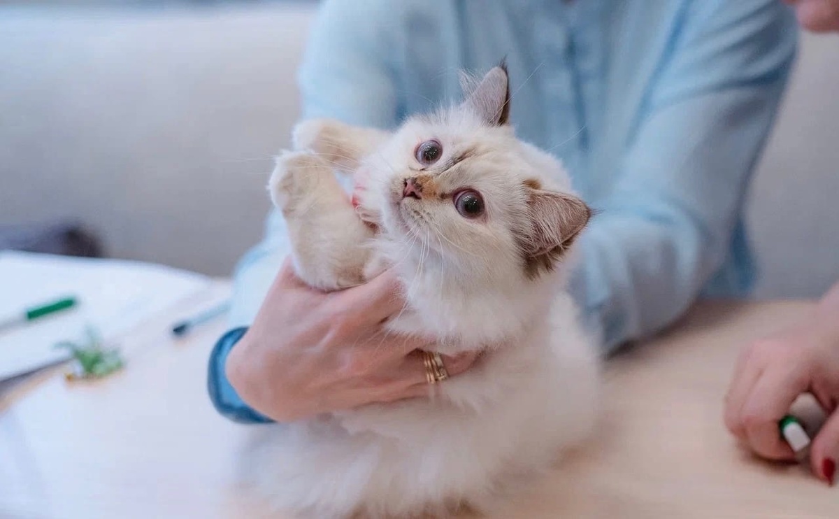 Оценка Кэрри 