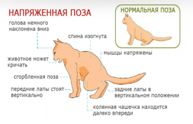 Кровь в моче у кошки — Ветеринарные клиники СитиВет в Санкт-Петербурге