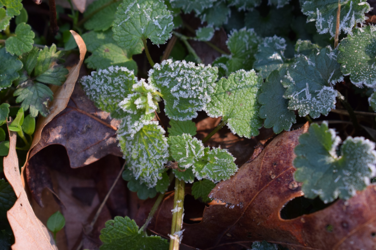    Тюменским дачникам рассказали, как заморозки влияют на урожай