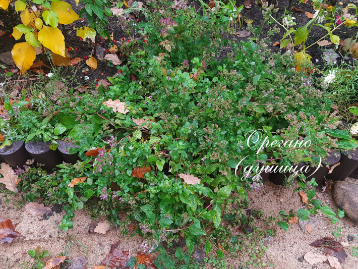Орегано (душица) сегодня. Фото автора.