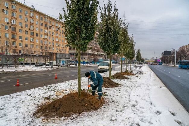    Высадка деревьев на Ленинском проспекте Комплекс городского хозяйства