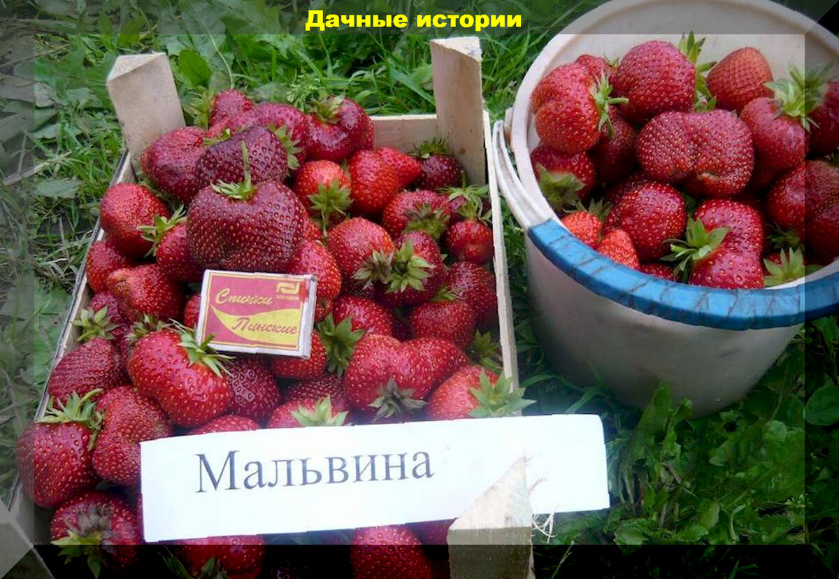 https://vk.com/photo-159774511_457258528.  "Мальвина"
